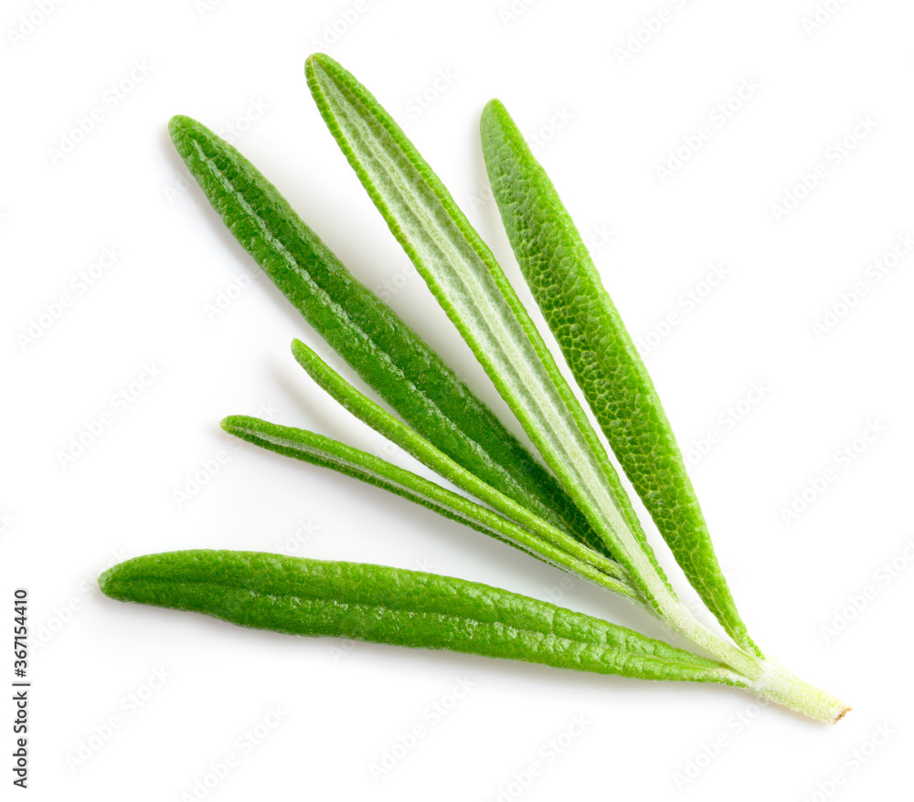 Obraz premium Rosemary isolated on white background. Top view rosemary twig. Green herb isolated on white.