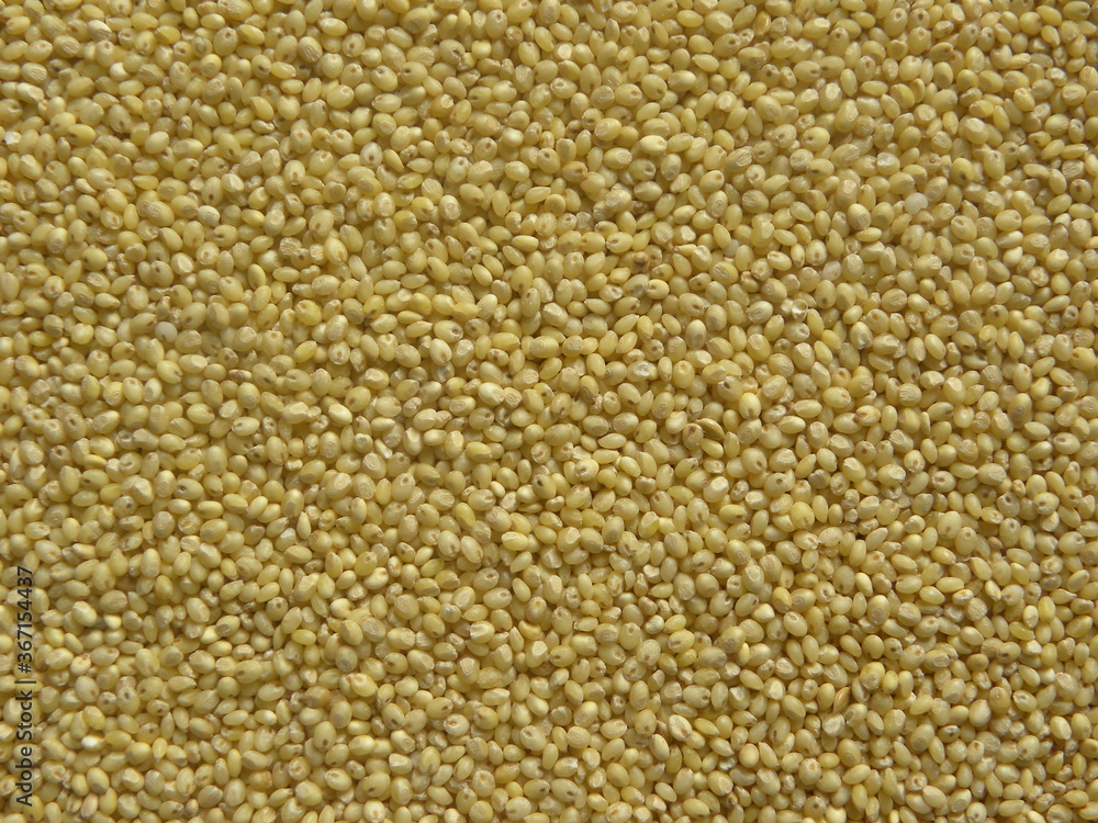 Yellow raw whole Proso millet or Panicum miliaceum Yellow raw whole Proso millet or Panicum miliaceum