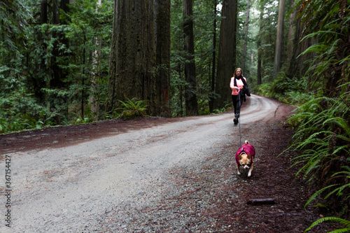 Walking the dog in the forest