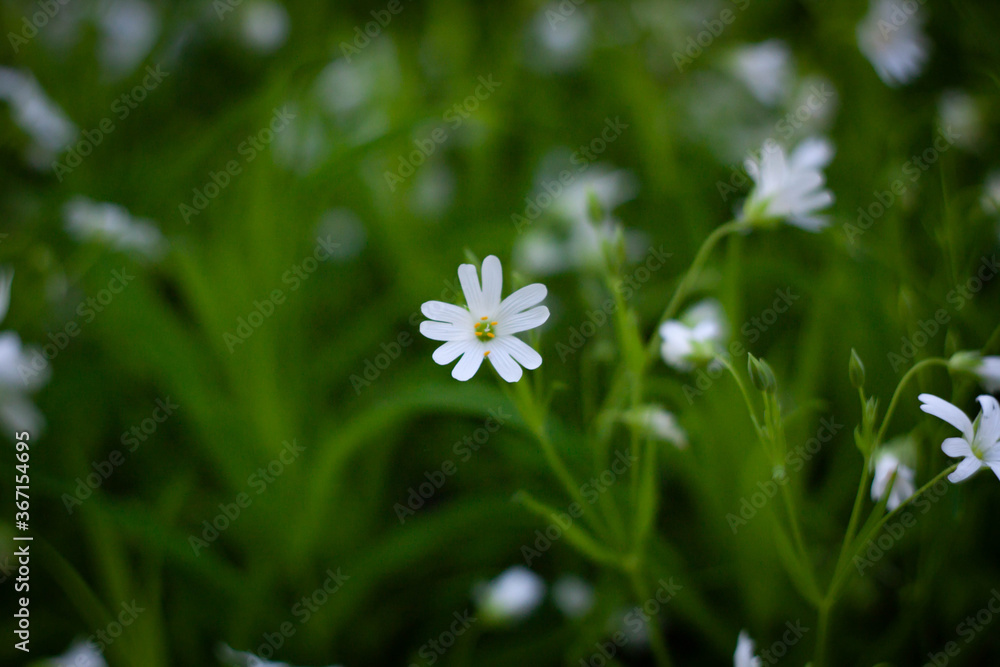 white flowers on green grass white flowers on green grass