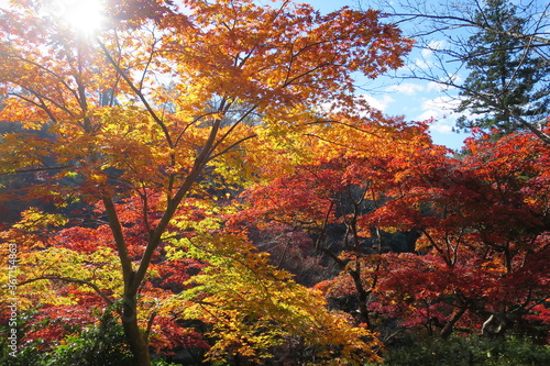 日本の紅葉 日本の美 Beautiful autumn leaves 