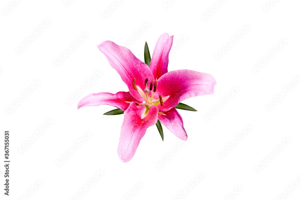 pink lily isolated on white pink lily isolated on white