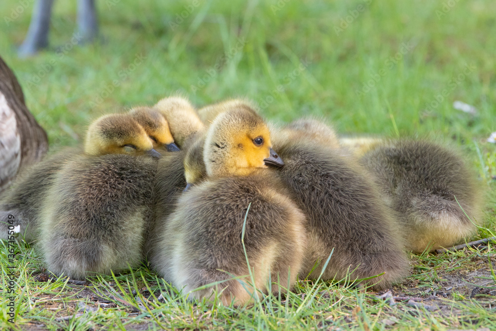 Kanadagansküken (Branta canadensis), Deutschland, Europa Kanadagansküken (Branta canadensis), Deutschland, Europa