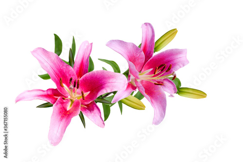 Couple of pink lily flowers isolated on white background