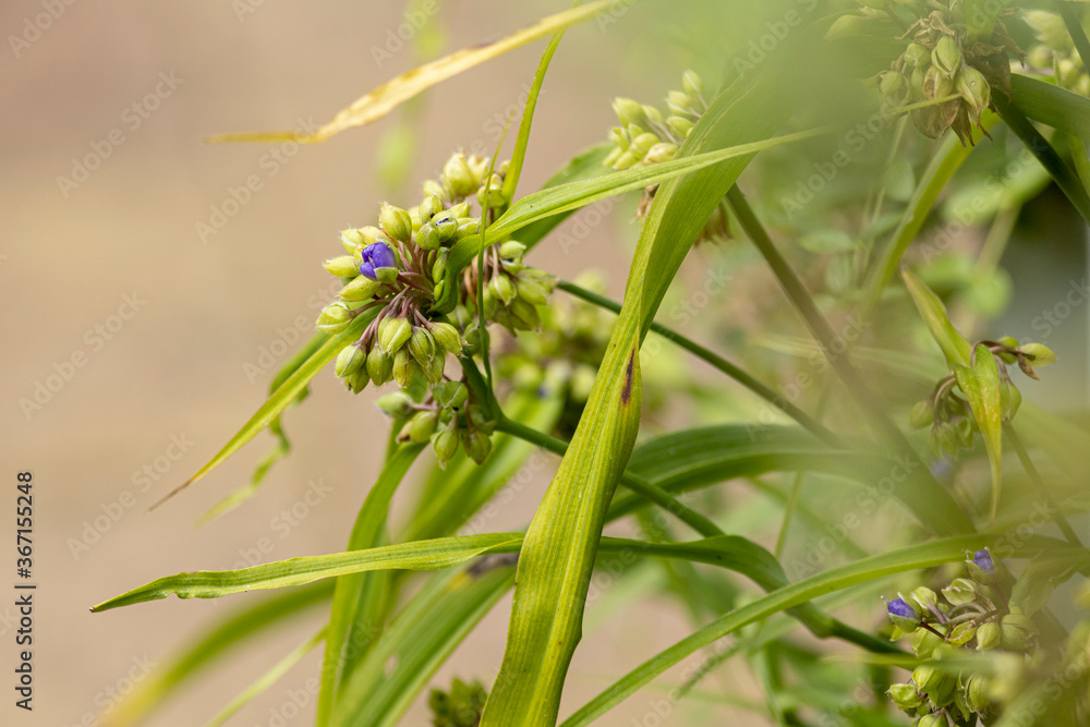 Garden flower with vibrant green colours against a subdued natural background Garden flower with vibrant green colours against a subdued natural background