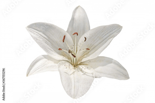 white lily isolated on white