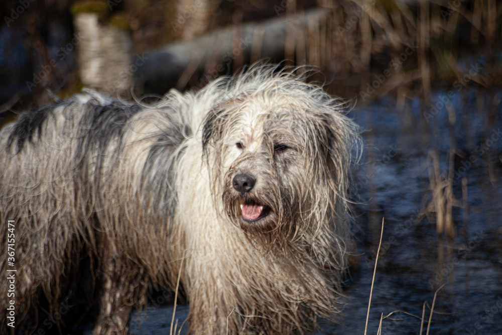 Dog hunt in the swamp. Dog hunt in the swamp.