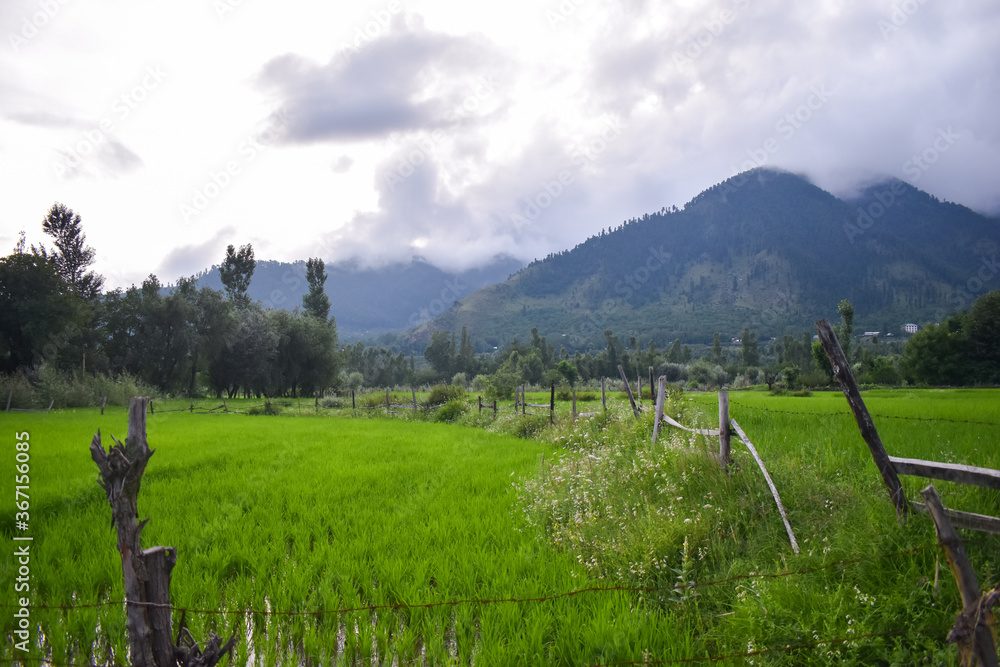 Beautiful view of hills and paddy fields at Kashmir. Beautiful view of hills and paddy fields at Kashmir.