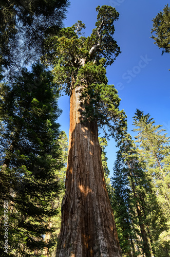 Giant sequoia in Sequoia park. California USA © Sergey
