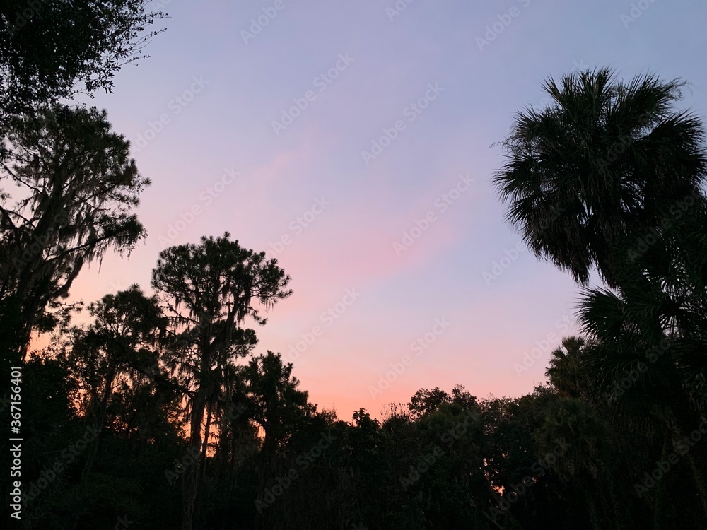 palm trees at sunset, sky, pink, blue