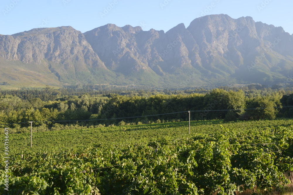 Wine tasting in Franschhoek in South Africa