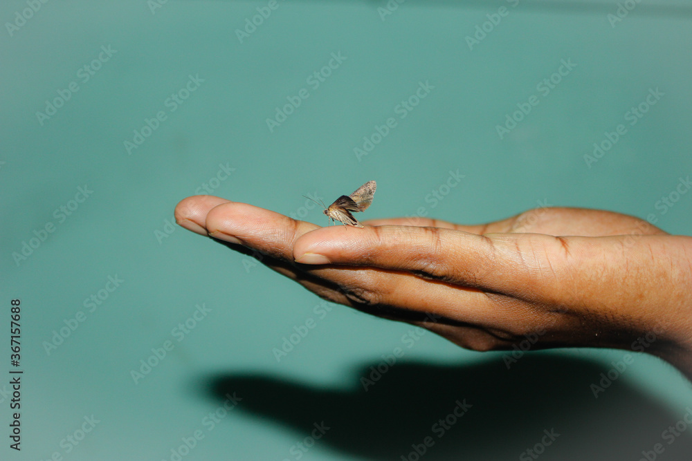 hand holding a butterfly hand holding a butterfly