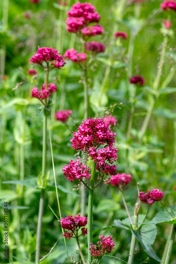 Centranthus ruber flowering plant, bright red pink flowers in bloom, green stem and leaves, ornamental flower Centranthus ruber flowering plant, bright red pink flowers in bloom, green stem and leaves, ornamental flower