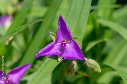 Tradescantia virginiana the Virginia spiderwort purple violet flowering plants, three petals flowers in bloom
