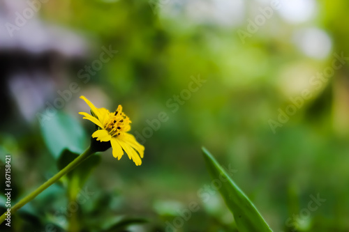  yellow flower