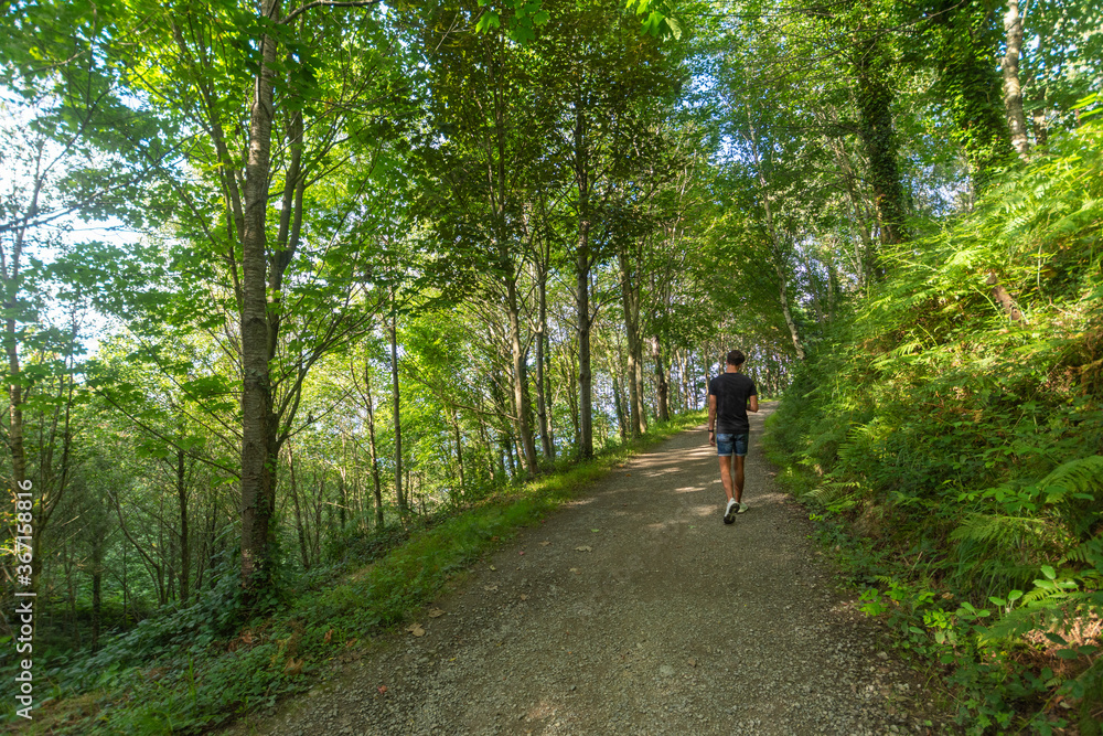 Wide shot of a young man taking a walk on a path in a forest, one summer afternoon, horizontal