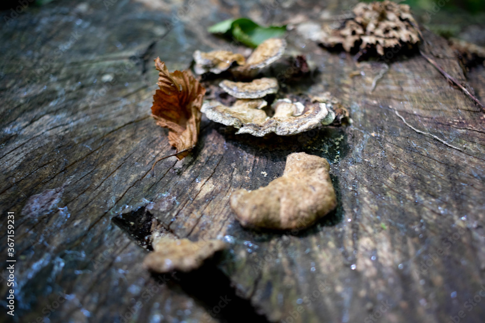 Forest stump overgrown with mushrooms Forest stump overgrown with mushrooms