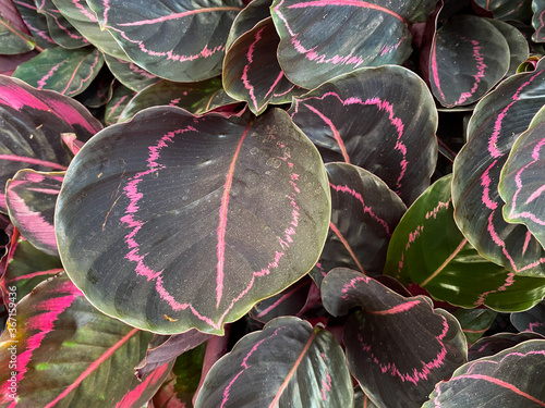 Closeup of isoalted leaves of tropical prayer plant (calathea dottie) with unique yellow and green pattern photo