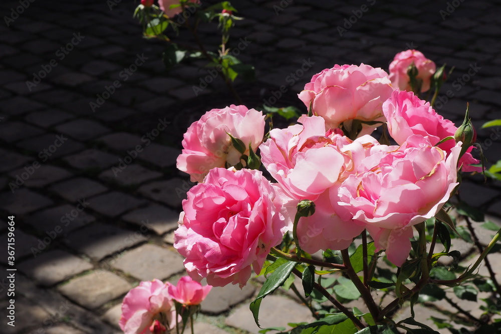 Rosier en pot sur une terrasse Rosier en pot sur une terrasse