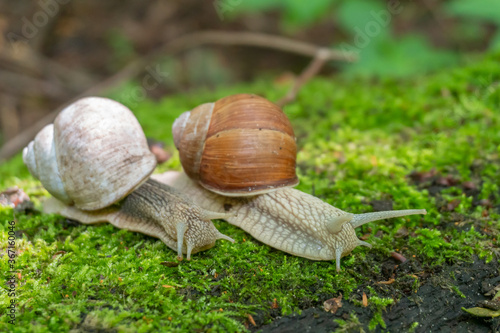 Two big snails on the moss in the nature on a sunny day