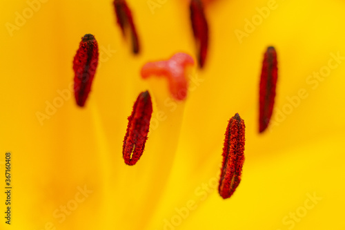 Macro photo of a yellow lily flowers. Stamens and pistils with pollen of flowers. Selective soft focus.