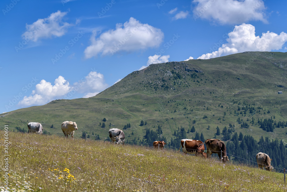 Obraz premium Cows on alpine pasture, Millstatter Alpe, Millstatt am See, Carinthia, Austria