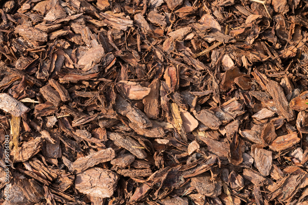 A pine bark mulch background shot in the afternoon sun. A pine bark mulch background shot in the afternoon sun.