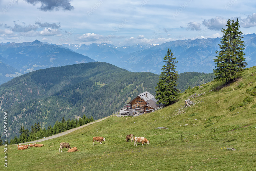 alpine landscape with cows on pasture and mountain hut, Goldeck, Spittal an der Drau, Carinthia, Austria