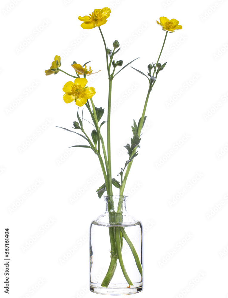 Ranunculus repens (creeping buttercup or sitfast) in a glass vessel on a white background Ranunculus repens (creeping buttercup or sitfast) in a glass vessel on a white background