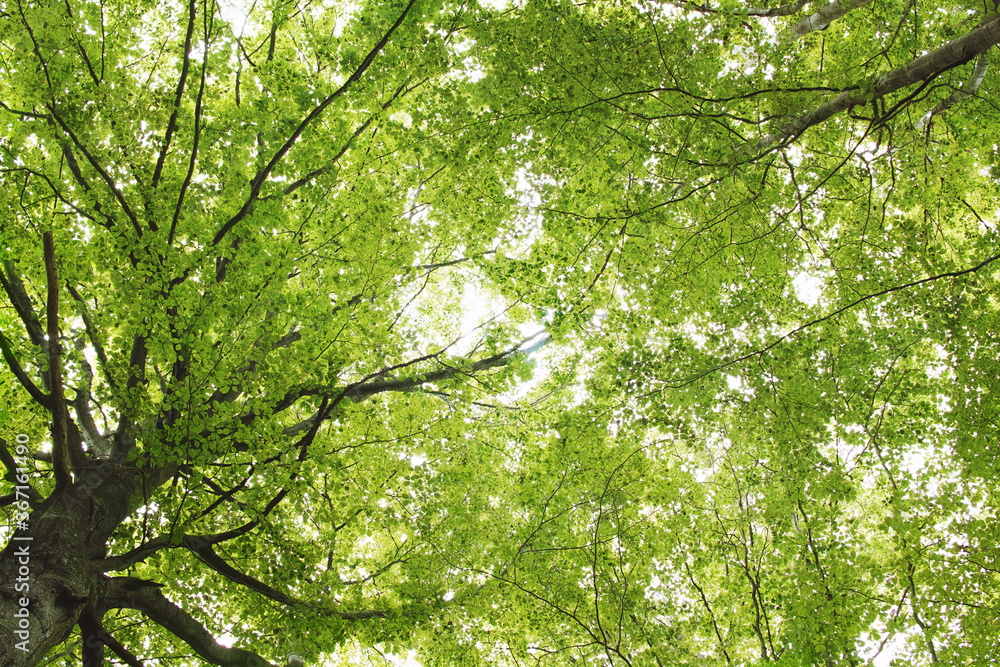 View of the spring trees in the forest. View of the spring trees in the forest.
