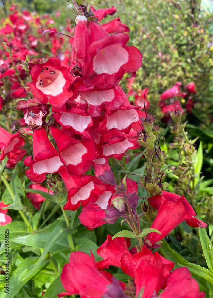Top view closeup of isolated  beautiful red bush flowers (penstemon barbatus coccineus) with green leaves
