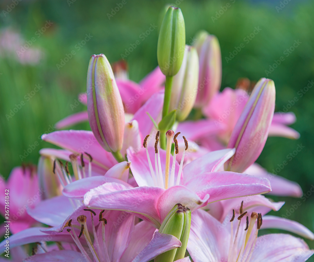 Fototapeta premium Beautiful pink lilies bunch on green natural background. Close up