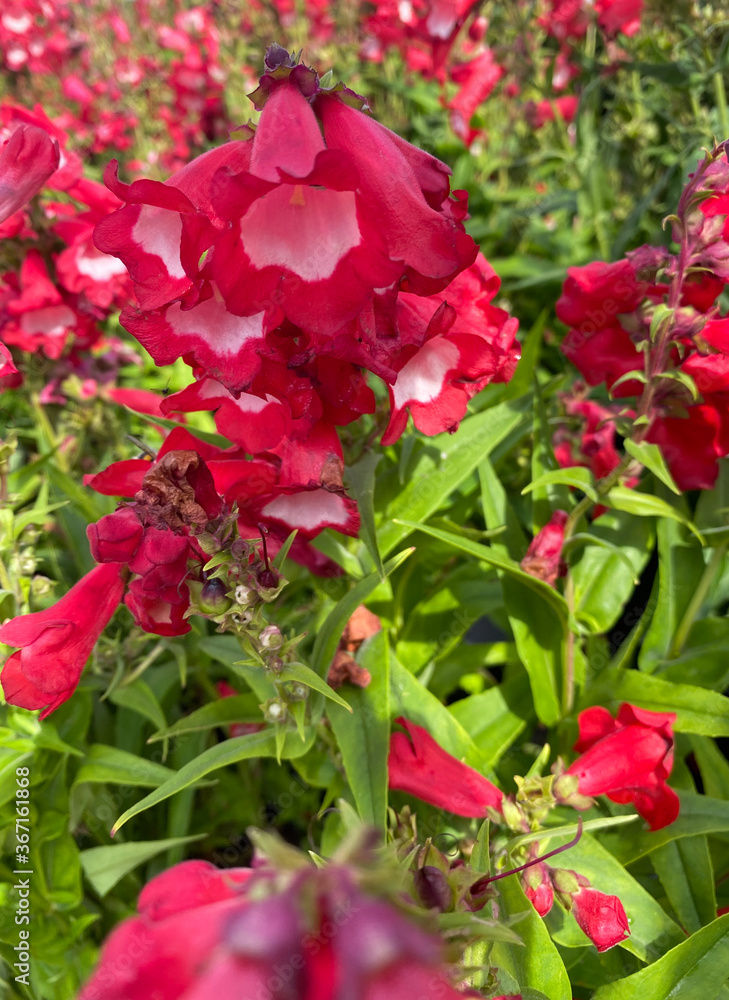 Top view closeup of isolated beautiful red bush flowers (penstemon barbatus coccineus) with green leaves Top view closeup of isolated beautiful red bush flowers (penstemon barbatus coccineus) with green leaves