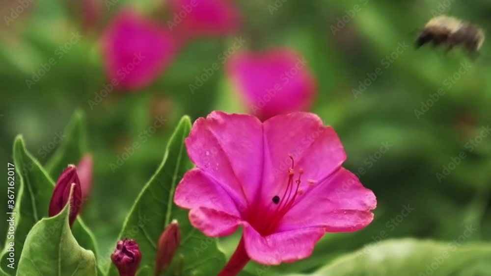 A bee flies over the mirabilis flower before the rain. A bee flies over the mirabilis flower before the rain.