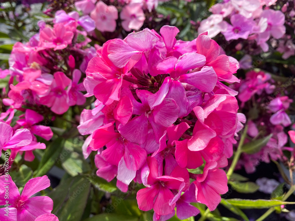 Top view closeup of isolated beautiful white pink and purple flowers (phlox paniculata) with green leaves Top view closeup of isolated beautiful white pink and purple flowers (phlox paniculata) with green leaves