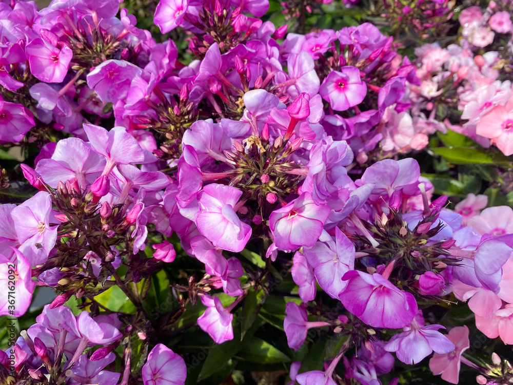 Top view closeup of isolated beautiful white pink and purple flowers (phlox paniculata) with green leaves
