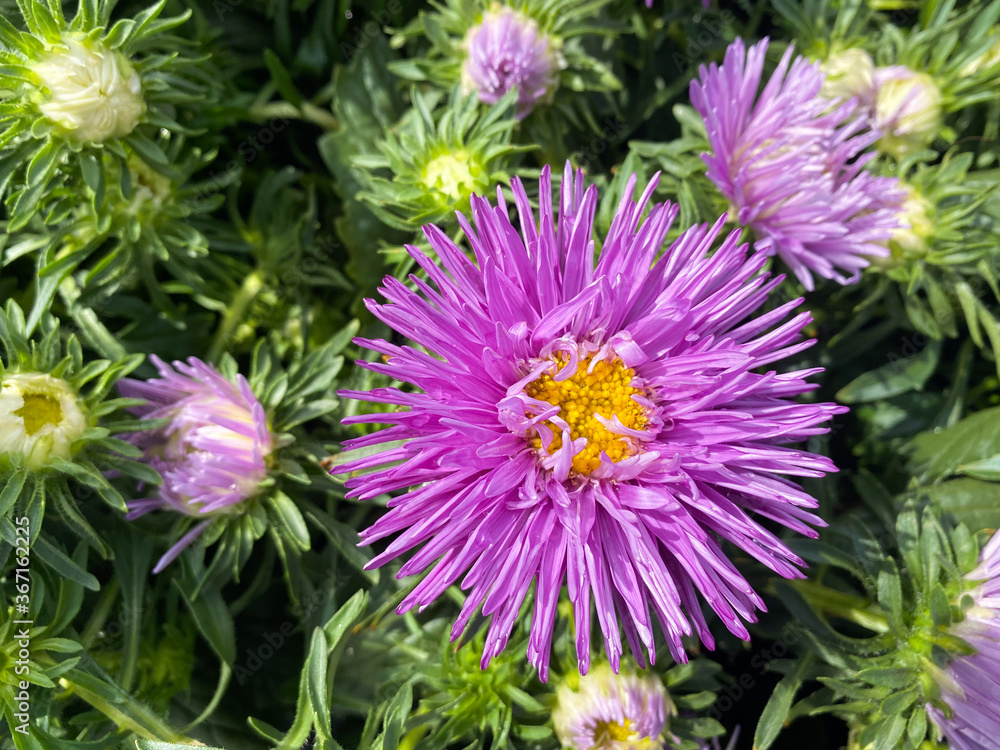 Obraz premium Top view closeup of isolated beautiful purple aster flower head (callistephus chinensis) with green leaves (focus on big blossom)