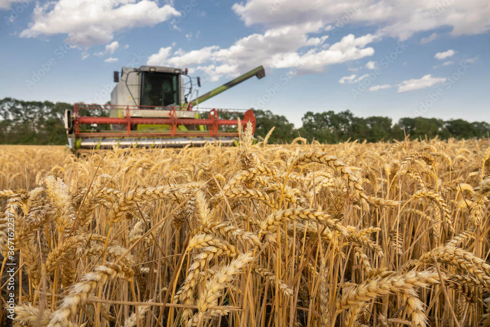 Fototapeta premium close up ears of wheat at field and harvesting machine on background