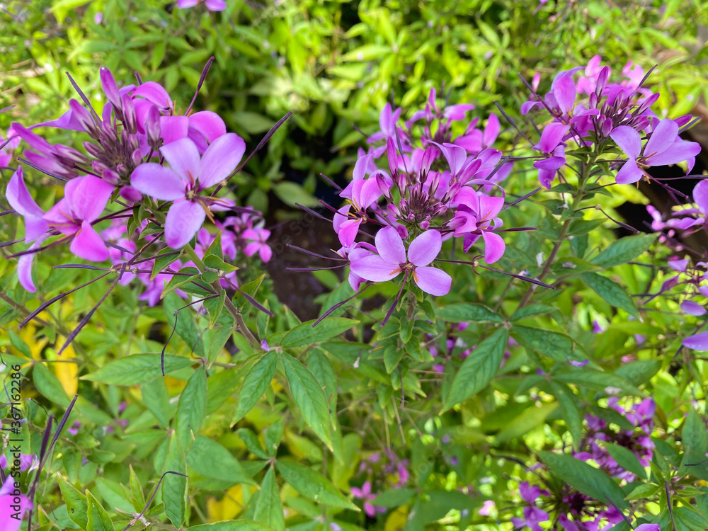Top view closeup of isolated beautiful pink spider flowers (cleome spinosa) with green leaves
