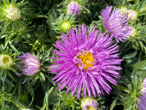 Top view closeup of isolated beautiful purple aster flower head  callistephus chinensis  with green leaves  focus on big blossom 