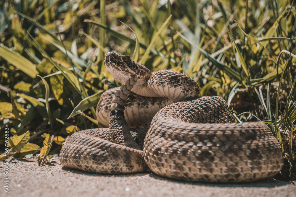 Fototapeta premium Rattlesnake 