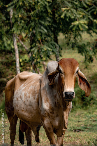 cow in the field