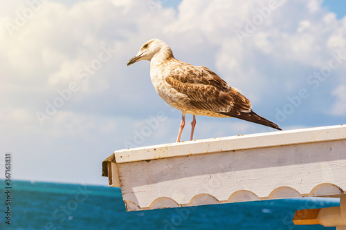 Seagull close-up on a wooden roof against the background of the sea under the hot summer sky, the Black Sea coast of Bulgaria