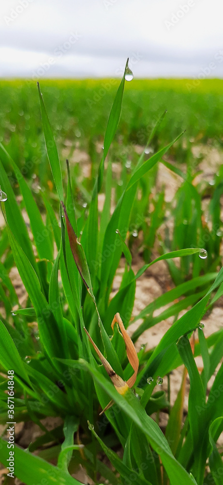 Obraz premium Rosée matinale