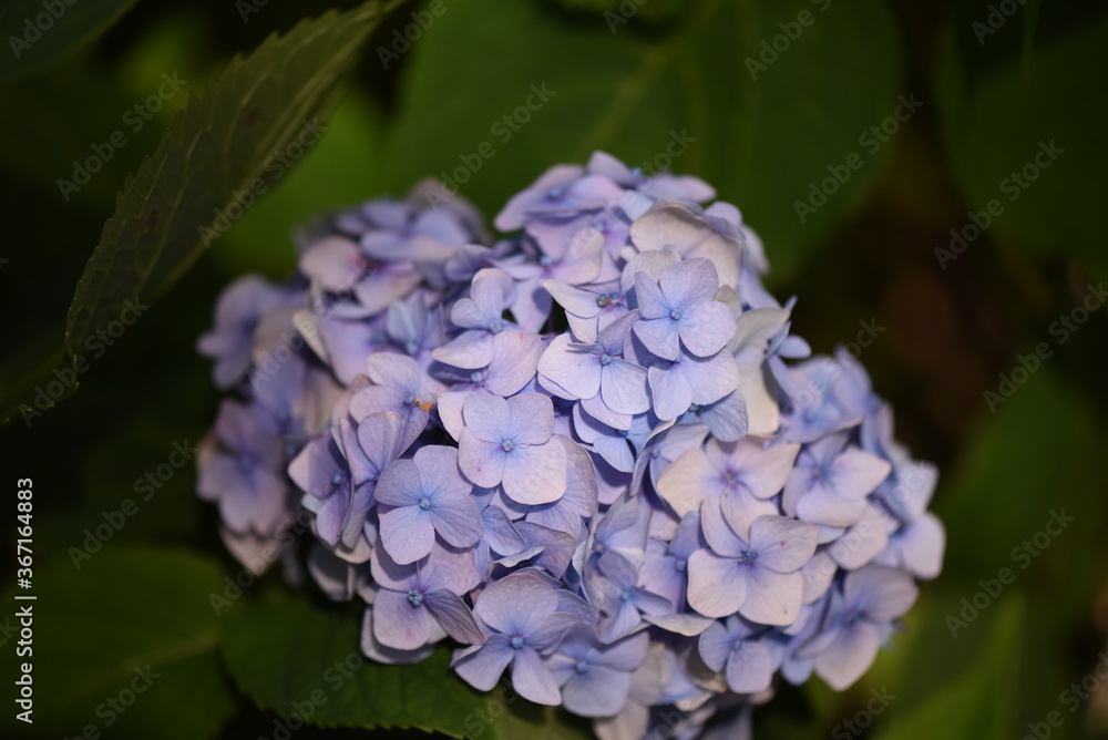 Macro world of flowers