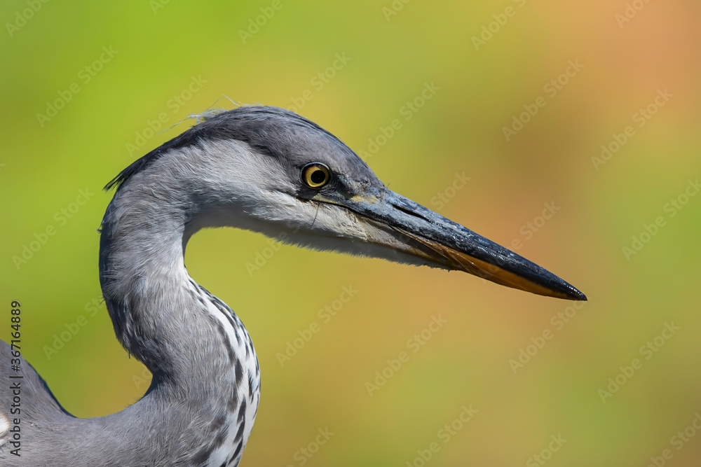 Grey heron portrait .The heron was hunting for food in a pond in the forest in the Netherlans. Green background.