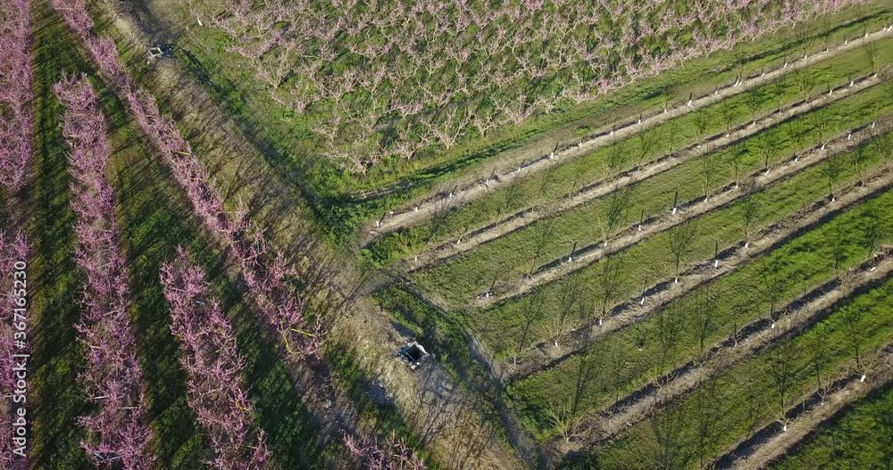 Campos de melocotones. Espectacular vista aérea en el atardecer. Drone 4k Campos de melocotones. Espectacular vista aérea en el atardecer. Drone 4k