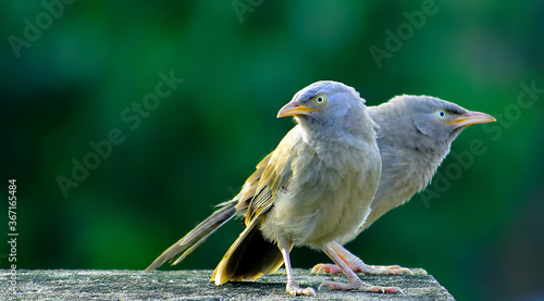 Sweet Pair of  Jungle babbler Bird photo