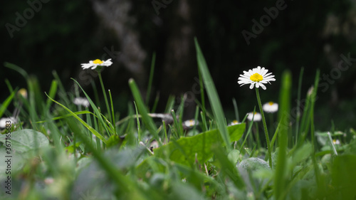 Ground view of meadow with daisies in the grass