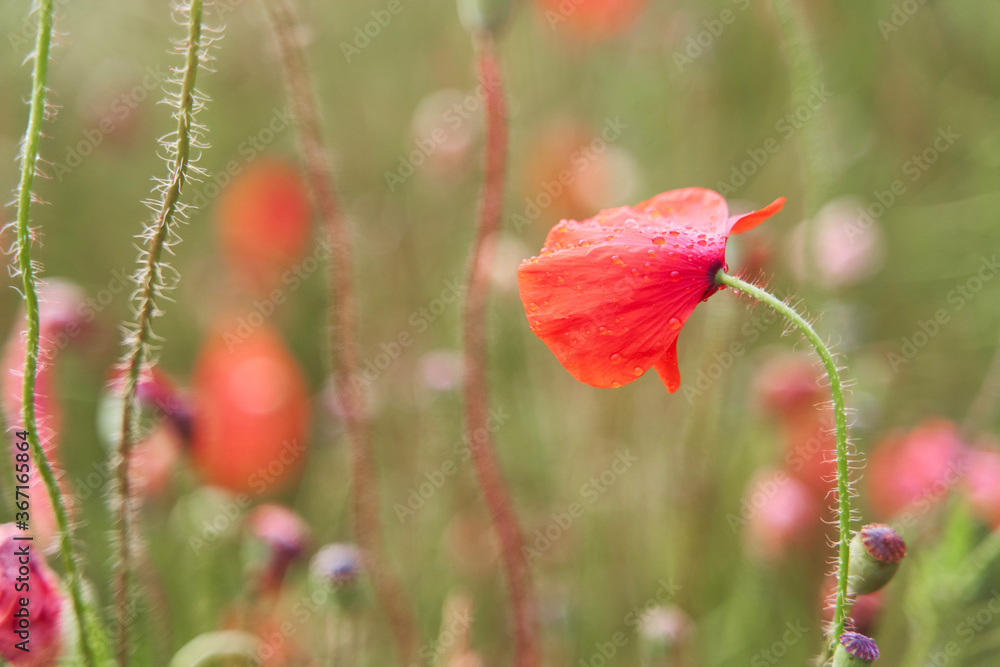 Fototapeta premium Red poppy close-up. Meadow with beautiful bright red poppy flowers in spring. High-quality photo